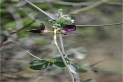 Macroptilium atropurpureum